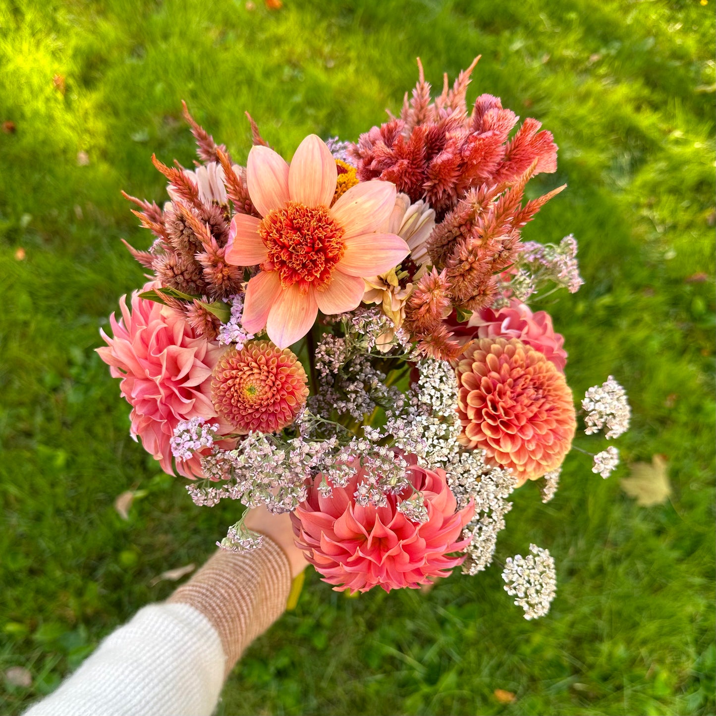 Dahlia Collection - Bouquet Subscription - Five Weeks