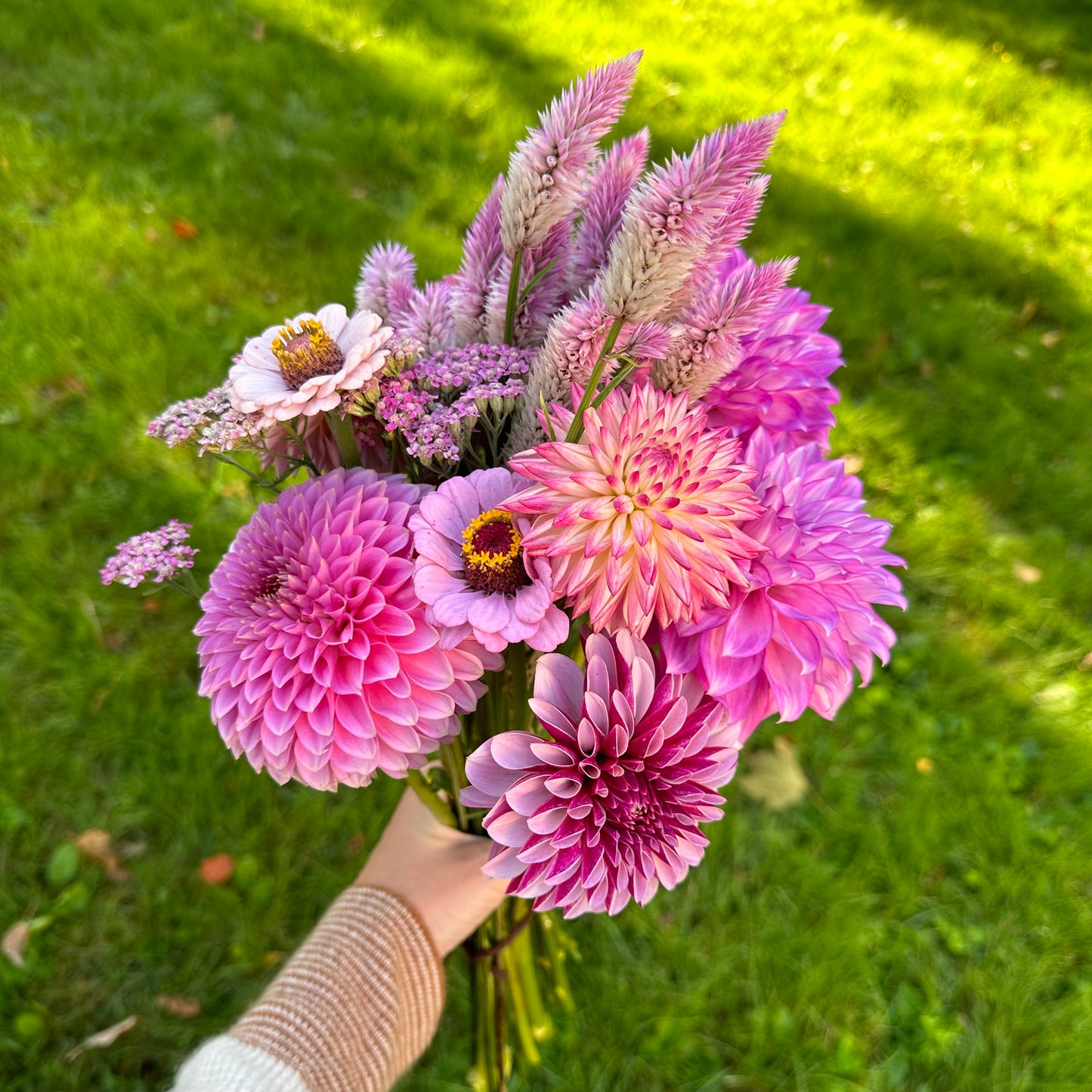Dahlia Collection - Bouquet Subscription - Five Weeks