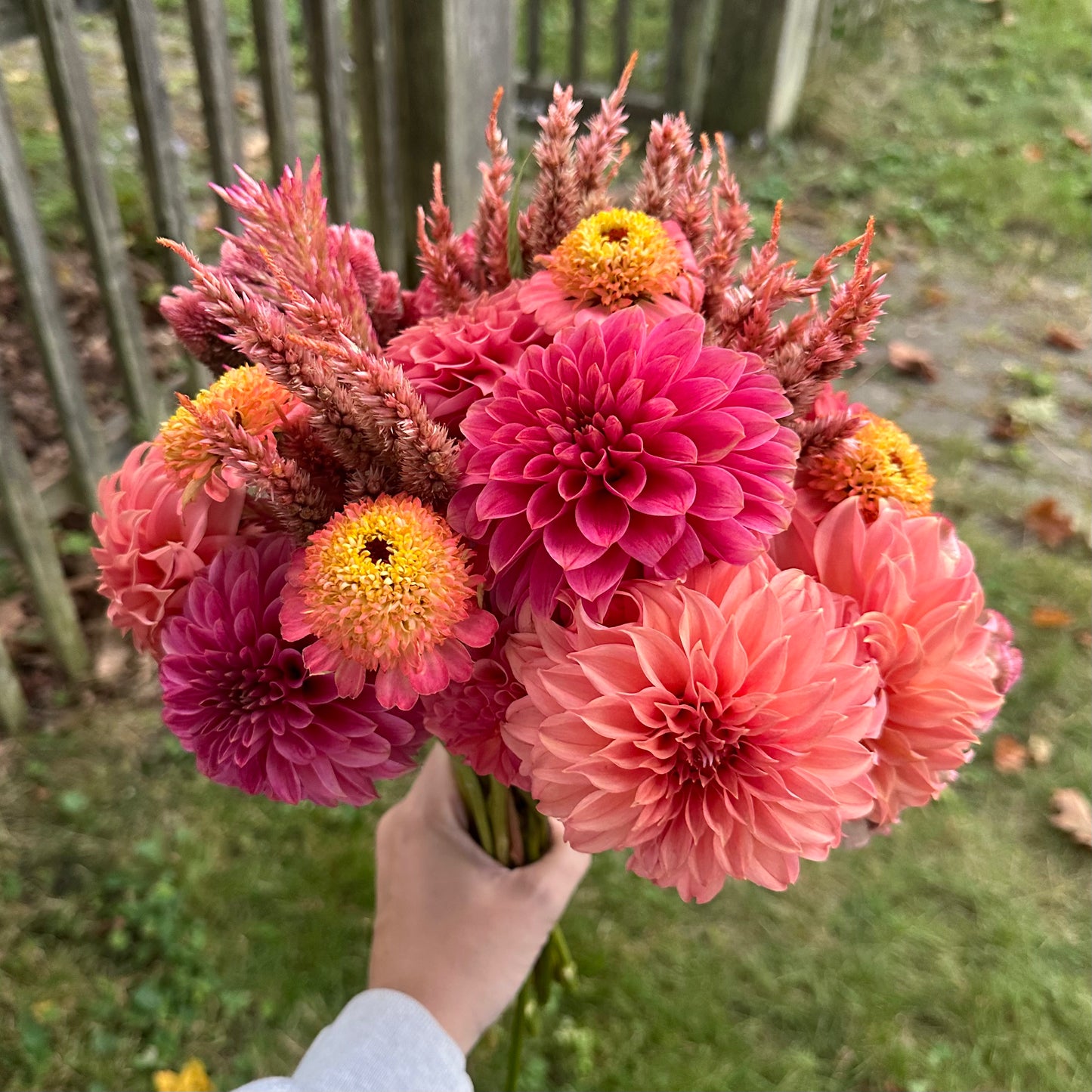 Dahlia Collection - Bouquet Subscription - Five Weeks