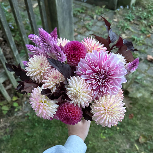 Dahlia Collection - Bouquet Subscription - Five Weeks