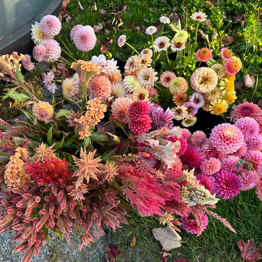Dahlia Blitz - Single Bouquet - Date Coming Soon