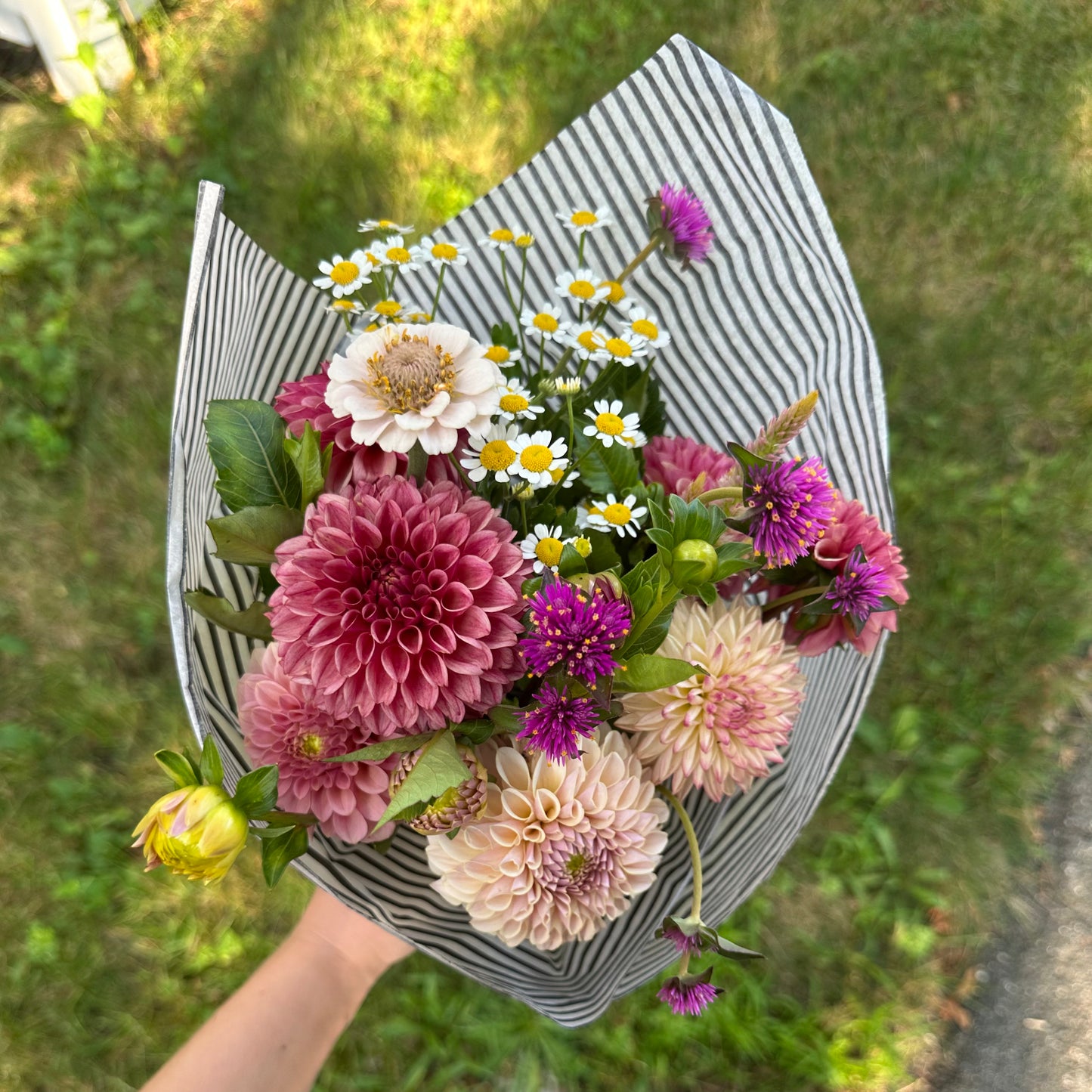 Dahlia Collection - Bouquet Subscription - Five Weeks